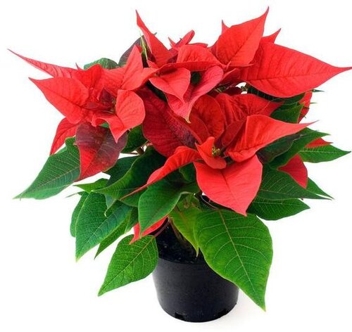 Euphorbia ( Kerstster )