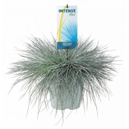 Festuca glauca Intense Blue P17