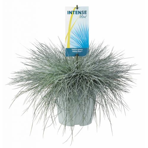 Festuca glauca Intense Blue P17