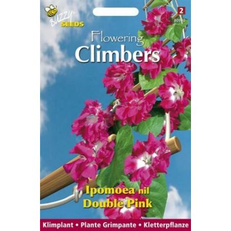 Flowering climbers ipomoea dubb. 2g