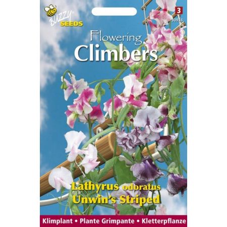 Flowering climbers lathyrus unwi 4g - afbeelding 1