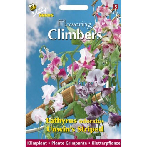 Flowering climbers lathyrus unwi 4g - afbeelding 2