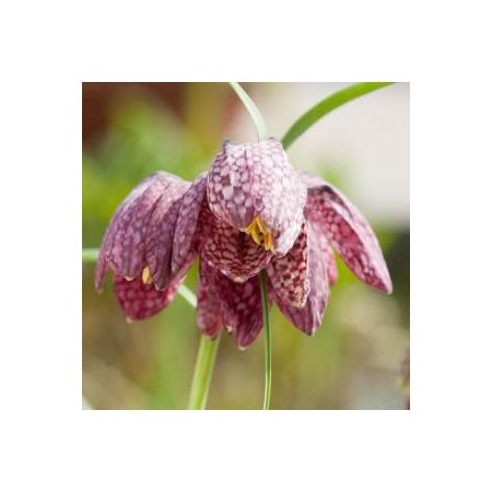 Fritillaria meleagris