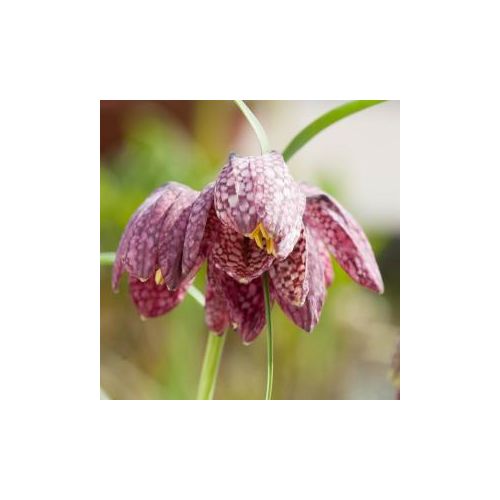 Fritillaria meleagris