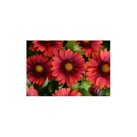 Gaillardia Mesa Red