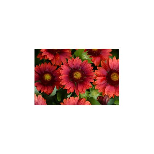 Gaillardia Mesa Red