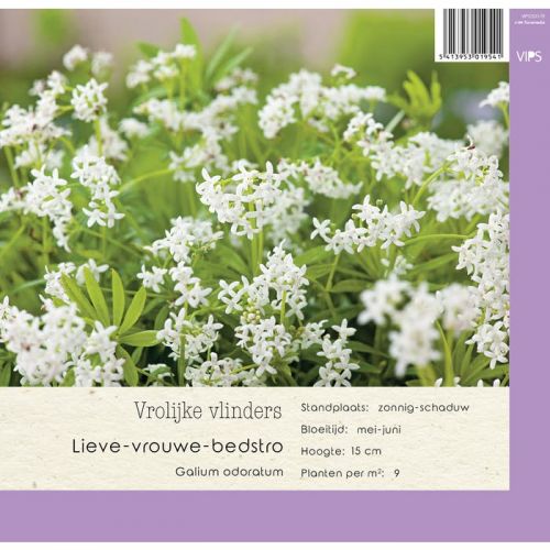 Galium odoratum p9