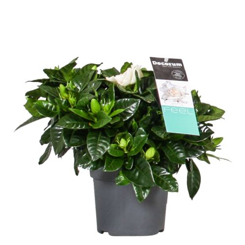 Gardenia Jasminoides pot 14cm