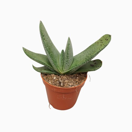 Gasteria Little Warty