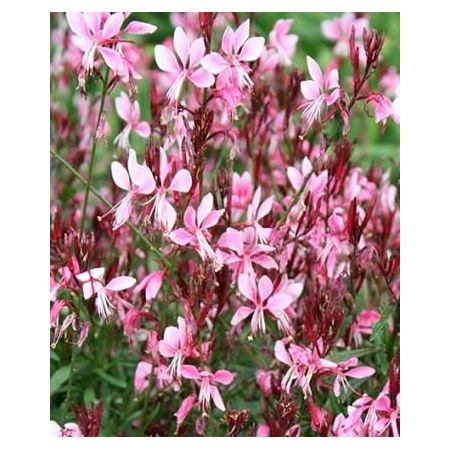 Gaura lindheimerii Gaudi Pink P9