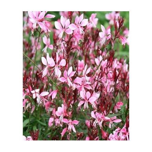 Gaura lindheimerii Gaudi Pink P9