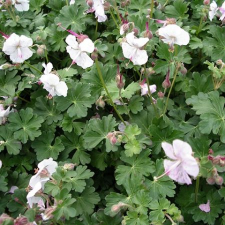 Geranium cant. St. Ola P9