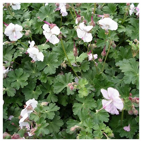 Geranium cant. St. Ola P9