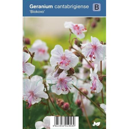 Geranium cantabrigiens Biokovo p9