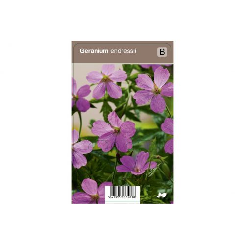 Geranium endressii  P9