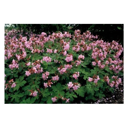 Geranium macr. Ingwersens Var. P9