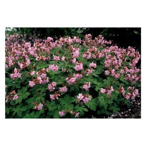 Geranium macr. Ingwersens Var. P9