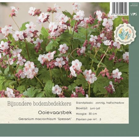 Geranium macr. Spessart  P9