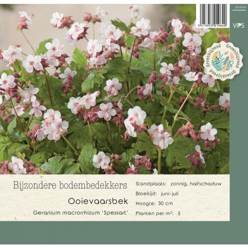 Geranium macr. Spessart  P9