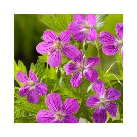 Geranium palustris