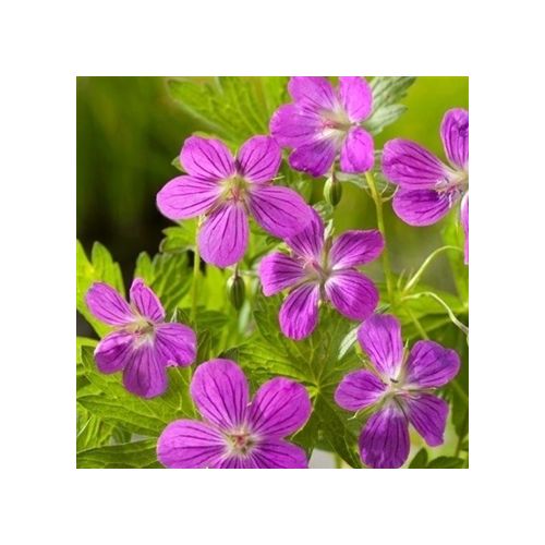 Geranium palustris