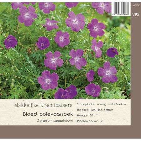 Geranium sanguineum  P9