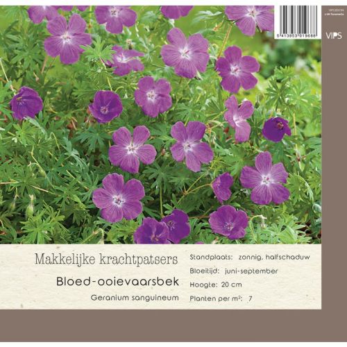 Geranium sanguineum  P9