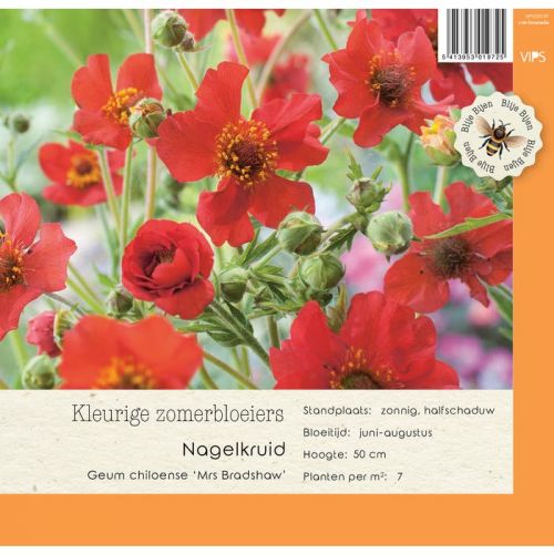 Geum chiloense Mrs Bradshaw P9