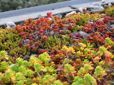 Groendak - Grünes Dach