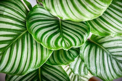 Groene kamerplanten - Grüne Zimmerpflanzen