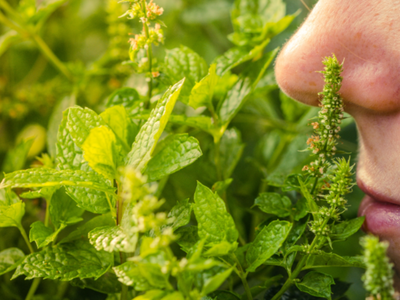 Groente en kruiden - Gemüse und Kräuter