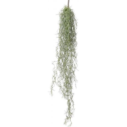 Hangplant tillandsia grs l75cm hder