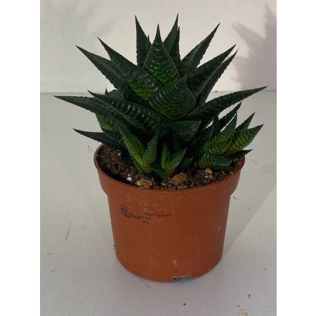 Haworthia limifolia