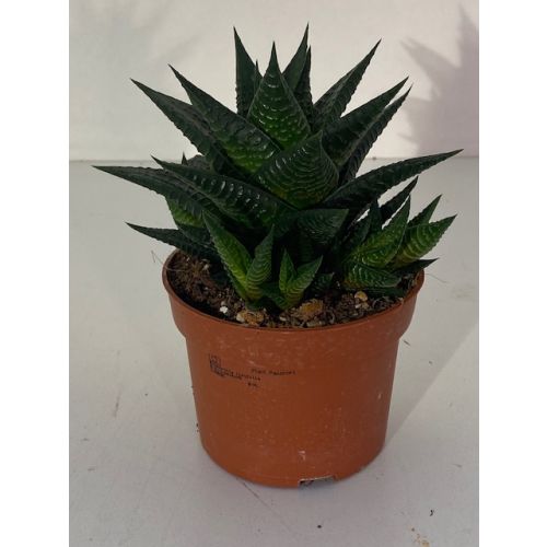 Haworthia limifolia