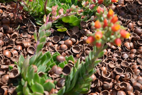 Hazelnoot doppen - Mini Bag 330ltr