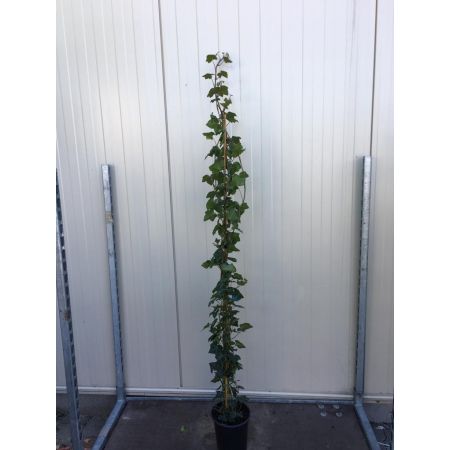 Hedera hibernica 120-140