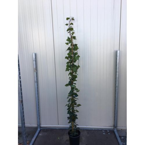 Hedera hibernica 120-140