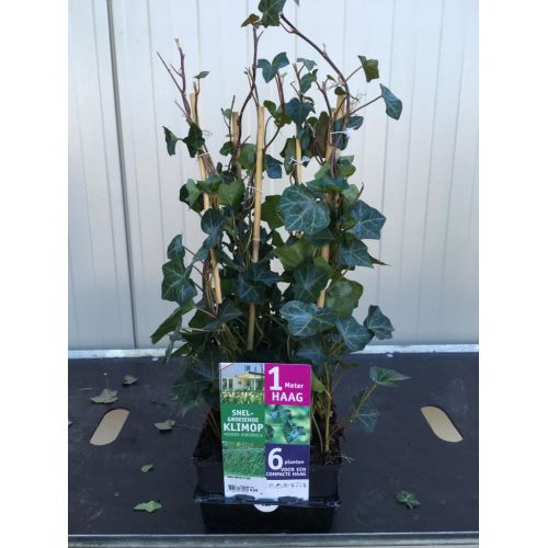 Hedera hibernica 6-Pack