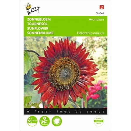 Helianthus annuus avondzon bruin 2g