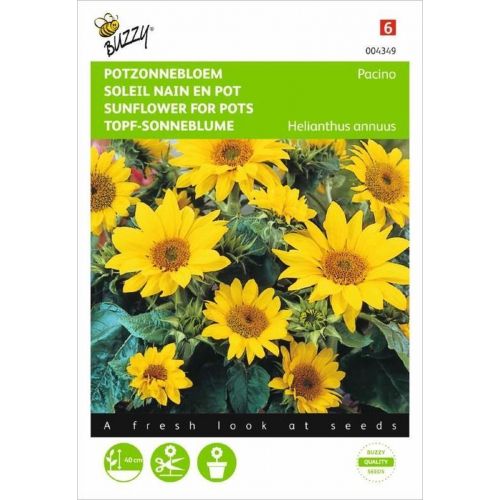 Helianthus annuus pacino 0.75g