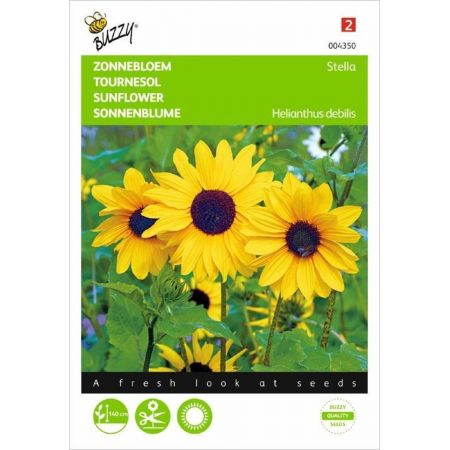 Helianthus debilis geel stella 1g