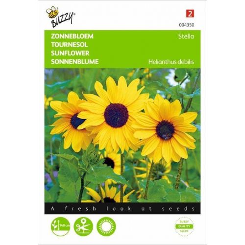 Helianthus debilis geel stella 1g