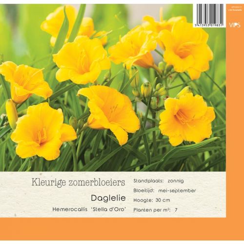 Hemerocallis Stella dOro P9