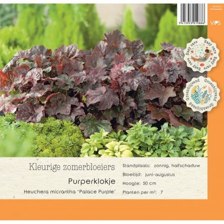 Heuchera micrantha Palace Purple p9