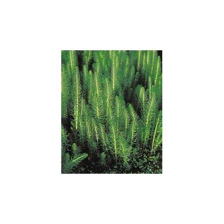 Hippuris vulgaris P11
