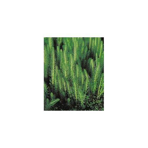 Hippuris vulgaris P11