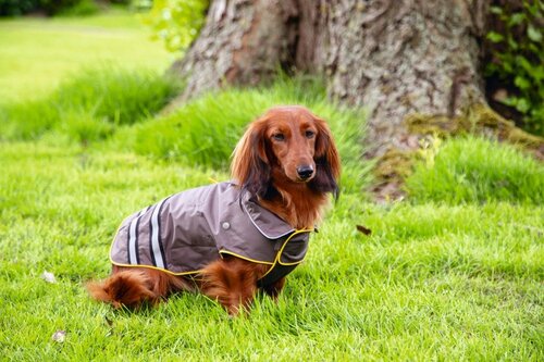 BEEZTEES Honden regenjas seja l24cm grs/geel - afbeelding 2