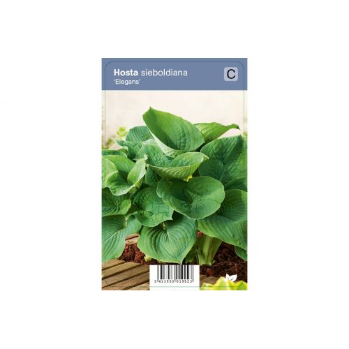 Hosta sieboldiana Elegans P9