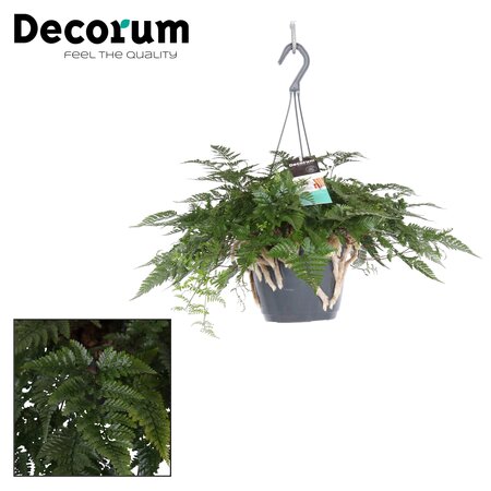 Humata Tyermannii