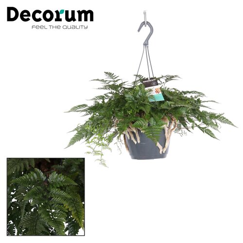 Humata Tyermannii